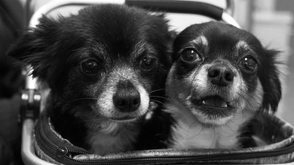 Jak przygotować zwierzę do badania USG? Praktyczne porady